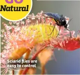  ??  ?? Sciarid flies are easy to control