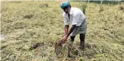  ??  ?? ‘Kuruvai’ paddy damaged in Tuesday’s rains in Thanjavur