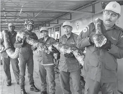  ??  ?? GIANT CATCHThis handout picture taken on April 7, 2016 and released by the Malaysia Civil Defense Department shows members of the Malaysia’s Civil Defense Force posing for pictures with a python that was caught near a tree at a constructi­on site in Penang, outside Kuala Lumpur. One of the longest snakes captured in Malaysia died after laying an egg, authoritie­s told Agence France-Presse on April 12.