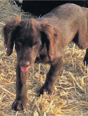  ?? Mocha the cocker spaniel was stolen from her home in Downhollan­d, Ormskirk ??