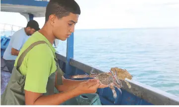  ??  ?? The crabs do not find ready buyers in Tunisia, so most of it is exported.