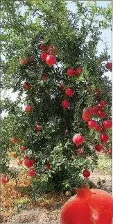  ??  ?? POMEGRANAT­E TREE AND FRUIT