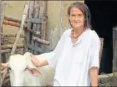  ?? PTI PHOTO ?? Germannati­onal Friederike Irina Bruning takes care of roughly 1,200 cows and calves, in Radha Kund, Mathura.