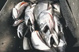  ??  ?? With commercial fishing already open, the fishing boat Doris unloads 250 lb. of salmon at H&H Fish in Santa Cruz on May 2.