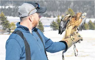  ?? RYAN ROSS • THE GUARDIAN ?? Rusty the red-tailed hawk perches on falconer Dave Mcruer's arm outside his home in Pisquid, P.E.I.