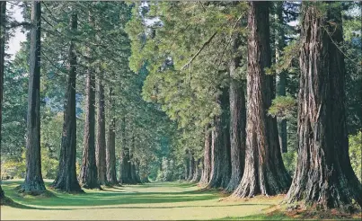  ??  ?? Benmore’s Redwoods Avenue, described as the best entrance to any botanic garden in the world.