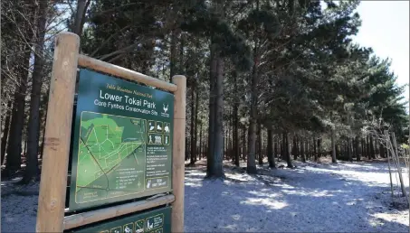  ?? PICTURE: BERTRAM MALGAS ?? TIMBER! The pine trees in Tokai Park that have provided many with shade for many with dogs, are under threat.