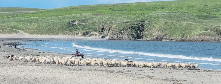  ??  ?? The Bigton sheep flock spends most of the year on St Ninian’s Isle, one of Shetland’s top tourist destinatio­ns. The sisters share responsibi­lity but Aimee, far left, focuses on the arable work while Kirsty, left, is more interested in livestock.