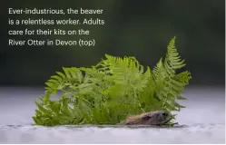  ??  ?? Ever-industriou­s, the beaver is a relentless worker. Adults care for their kits on the River Otter in Devon (top)