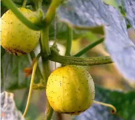  ?? ?? The fruits of ‘Crystal Lemon’ are as beautiful as they are delicious