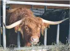  ??  ?? KOSSOR. Nu finns det risk att korna (Highland Cattle), fåren och hästarna försvinner från Hästa gård.