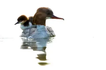  ??  ?? Gänsesäger (Bild unten) Gänsesäger im vollen Gegenlicht. (800 mm, Blende 8 bei 1/250 s, +2,0 EV, Stativ)