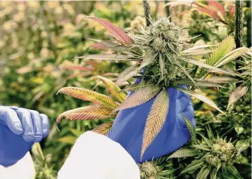  ?? Arnold Gold/Hearst Connecticu­t Media file photo ?? Cherry Punch cannabis plants at the CTPharma cultivatio­n facility in Rocky Hill.