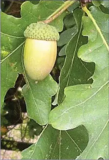  ??  ?? Acorns are objects of great natural beauty.