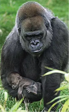  ??  ?? Hold tight! Ozala cradles her baby as she prowls around
