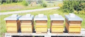  ?? FOTO: STIFTUNG LIEBENAU ?? Eine Weide für die Bienen: die Thymianwie­sen bei der Stiftung Liebenau-Teilhabe Rosenharz.