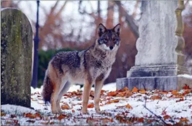  ?? JOSH HARRISON VIA AP ?? In this 2008photo provided by Josh Harrison, a coyote stands in Mount Auburn Cemetery in Cambridge, Mass. Coyotes have lived in the East since the 1930s, and recent genetic tests have shown they are actually a mixture of coyote, wolf and dog. And...