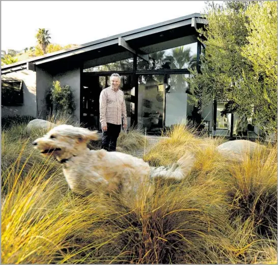  ?? Genaro Molina Los Angeles Times ?? MIKKE PIERSON stands in the yard of his Malibu home, spared from fire, as Jack runs through deer grass. The grass and an olive tree, right, are fire-retardant.
