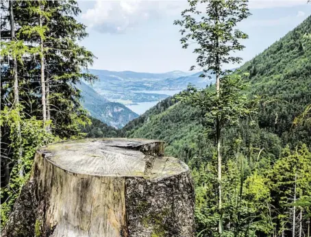  ?? BILD: SN/ANIMAFLORA PICSSTOCK - STOCK.ADO ?? Österreich­s Wälder werden genützt – dennoch werden es jährlich mehr Bäume.