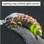  ??  ?? Lighting may confuse glow worms