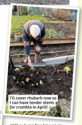  ??  ?? I’ll cover rhubarb now so I can have tender stems for crumble in April!