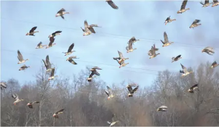  ?? (Special to The Commercial/Richard Ledbetter) ?? Often referred to as the “ribeye of the sky,” the speckle-bellied goose seems mostly unaffected by the current strain of avian influenza.