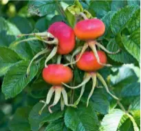  ??  ?? Ripening rosehips of Rosa rugosa ‘Rubra’, which resemble tomatoes.