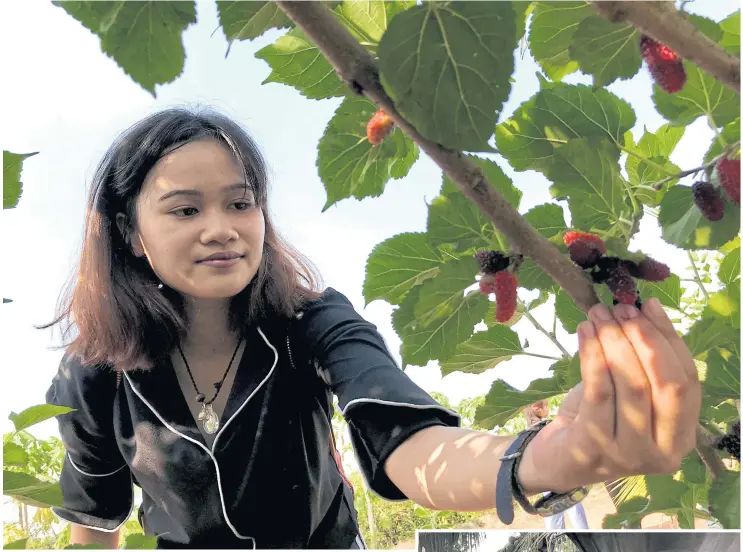  ??  ?? A visitor looks for ripe mulberry fruit. The red ones are still young and sour, while the purple are ripe and sweet.