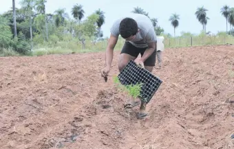  ??  ?? Siembra de tomate en la parcela de Mercedeño González. Unas 7.500 a 8.000 mudas de la planta serán instaladas en su terreno de una hectárea.