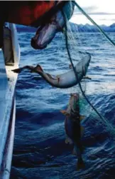  ?? FOTO: CORNELIUS POPPE/NTB ?? NESTEN TOM: I dag er fjorden nesten tom for fisk. Alle arter torskefisk i indre Skagerrak er redusert med hele 86 prosent de siste hundre årene, skriver Thomas R. Thomassen. Illustrasj­onsbildet er fra skreifiske utenfor Senja.