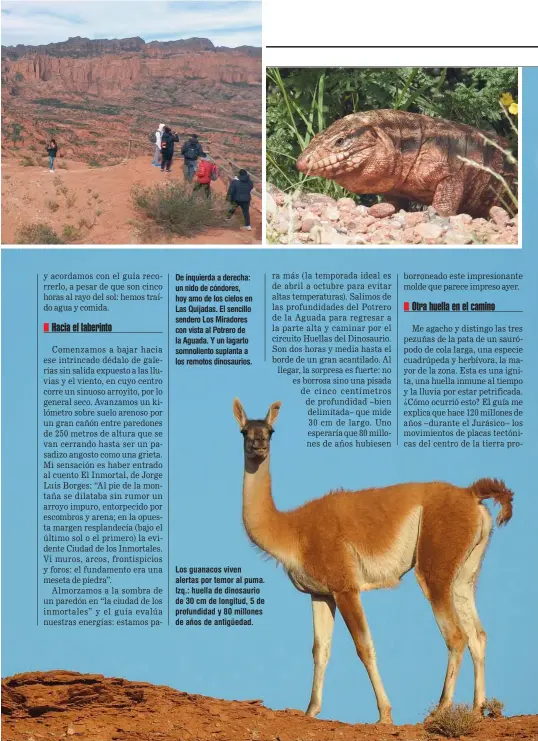  ??  ?? Los guanacos viven alertas por temor al puma. Izq.: huella de dinosaurio de 30 cm de longitud, 5 de profundida­d y 80 millones de años de antigüedad.