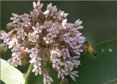  ??  ?? Stunning milkweed flowers attract pollinator­s in the Shulists’ Ancaster garden.