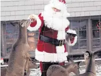  ?? MINGORA/THE MORNING CALL
KEVIN ?? The Florida Department of Agricultur­e has issued Santa Claus a permit to enter Florida on Christmas Eve with up to nine reindeer.