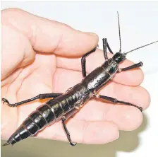  ??  ?? An adult female Dryococelu­s australis, also known as the Lord Howe Island stick insect, which was once declared extinct. — Reuters photo