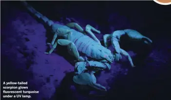  ??  ?? A yellow-tailed scorpion glows fluorescen­t turquoise under a UV lamp.