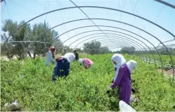  ??  ?? La moitié des ouvriers qui travaillen­t dans le secteur agricole sont des femmes rurales