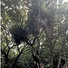  ?? PHOTO: JOEL MAXWELL/FAIRFAX NZ ?? Gus Evans in February beside several fallen plants, similar to one that nearly landed on him in Wi Parata Reserve, Waikanae. Above, the perching lily, also known as the widow-maker.