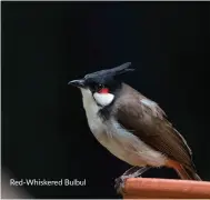  ??  ?? Red-Whiskered Bulbul