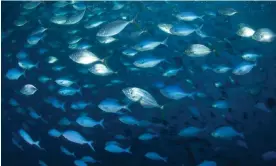  ?? Photograph: Nature Picture Library/Alamy ?? Blue maomaa and trevally fish in the waters of the Poor Knights Islands, New Zealand.