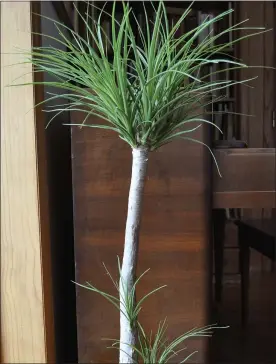  ?? LEE REICH — THE ASSOCIATED PRESS ?? This undated photo shows a ponytail palm in New Paltz, NY. Cutting back the single stem of this plant to prevent it from growing too tall has coaxed it to send new stems all along the remaining trunk.