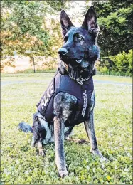  ?? Middletown police photo ?? Middletown Police Department’s canine officer Diezel recently received a donation of body armor.