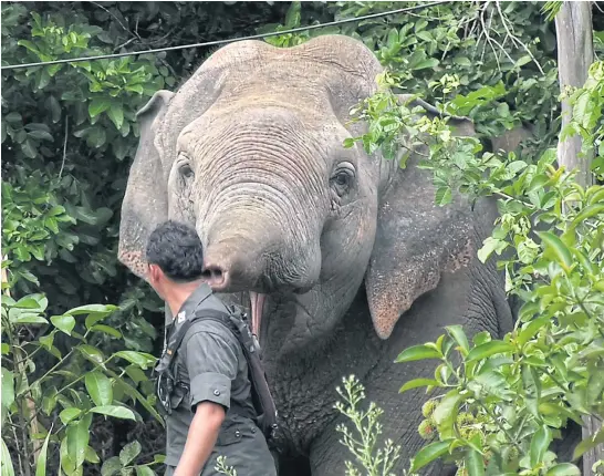  ??  ?? CALM DOWN: A sanctuary official deals with charging elephant.