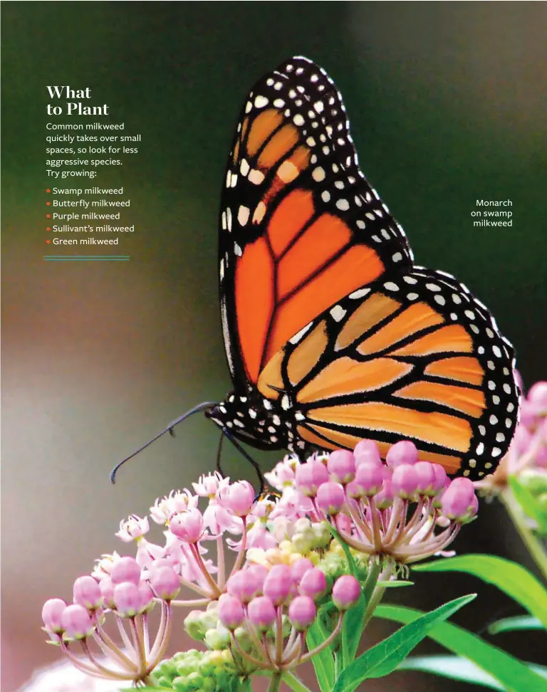  ??  ?? Monarch on swamp milkweed