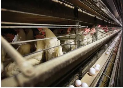  ?? (AP) ?? Chickens stand in their cages at a farm near Stuart, Iowa, in this file photo. Cargill and Continenta­l Grain are teaming up in a joint venture to buy Sanderson Farms in a deal worth $4.53 billion.