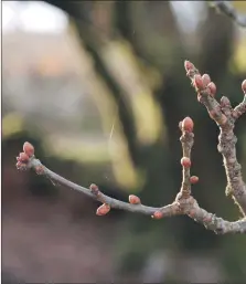  ??  ?? Oak buds.