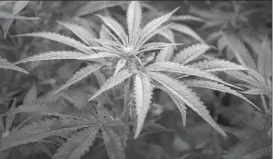  ?? Canadian Press file photo ?? Marijuana plants are seen in the “lowering” room at a marijuana cultivatio­n facility.