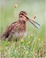  ??  ?? A resident of the northern uplands and found on tussocky moorlands, the snipe uses its long bill to dig out earthworms.