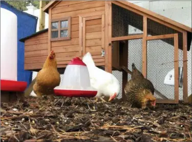  ?? ASSOCIATED PRESS ?? Chickens roam around a coop in Greenlawn, N.Y.