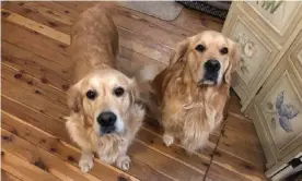  ?? Photograph: Jason Salier ?? NSW cattle farmer Jason Salier rushed his golden retriever Poppet (right) to the vet where she was given a blood transfusio­n after she was exposed to lethal baits used to control the mouse plague.