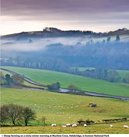  ?? ?? Sheep farming on a misty winter morning at Machine Cross, Helebridge, in Exmoor National Park